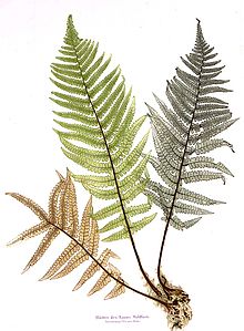 Amazing Fern Pictures & Backgrounds