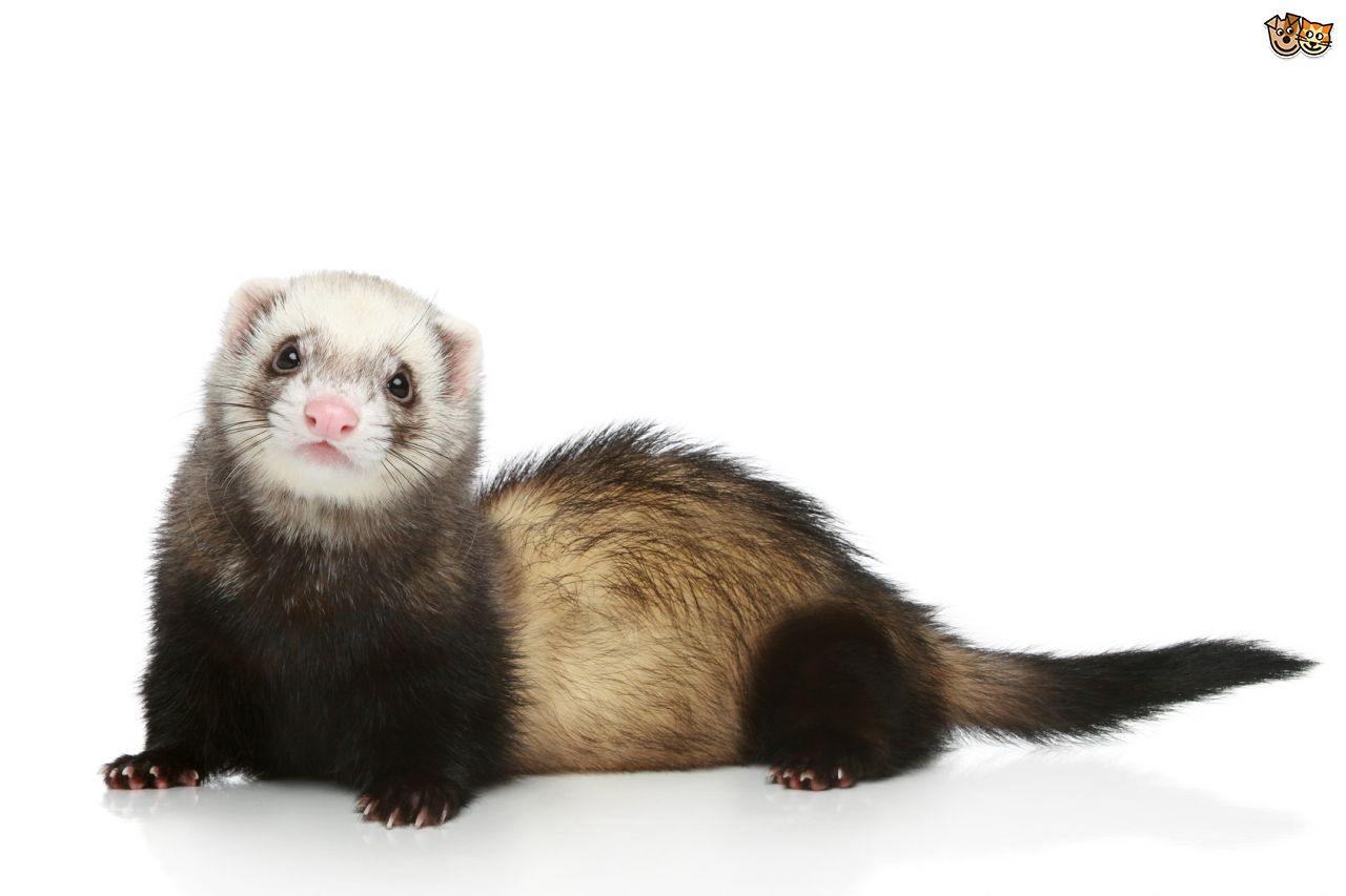 Amazing Ferret Pictures & Backgrounds