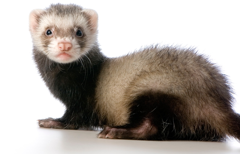 Ferret High Quality Background on Wallpapers Vista
