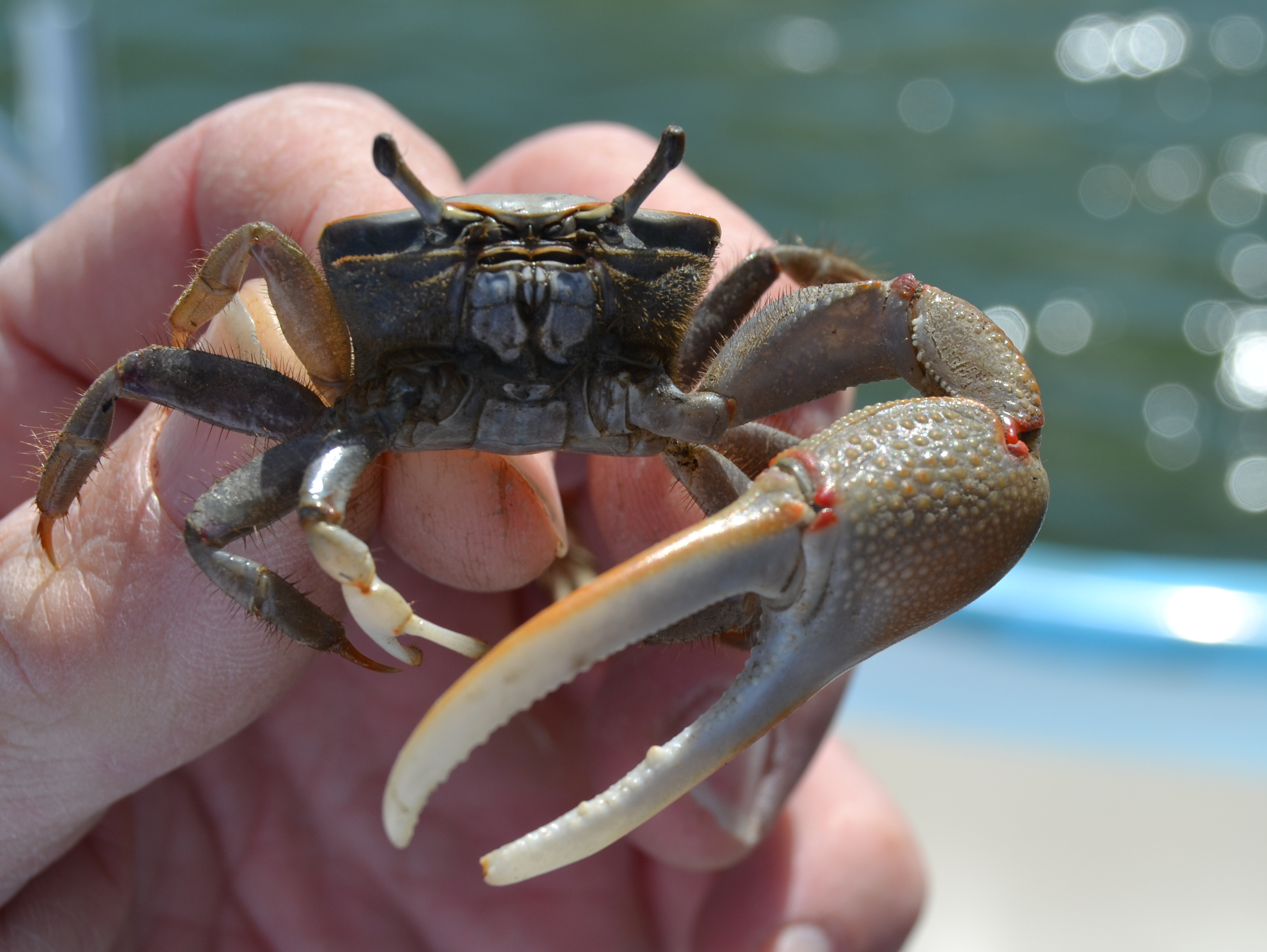 Images of Fiddler Crab | 3243x2437