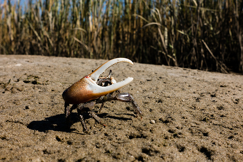Nice wallpapers Fiddler Crab 500x333px