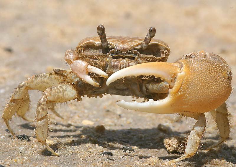 Fiddler Crab #25