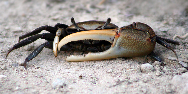 Images of Fiddler Crab | 640x320