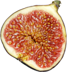 Fig #5