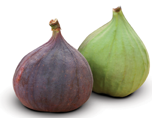 Fig #3