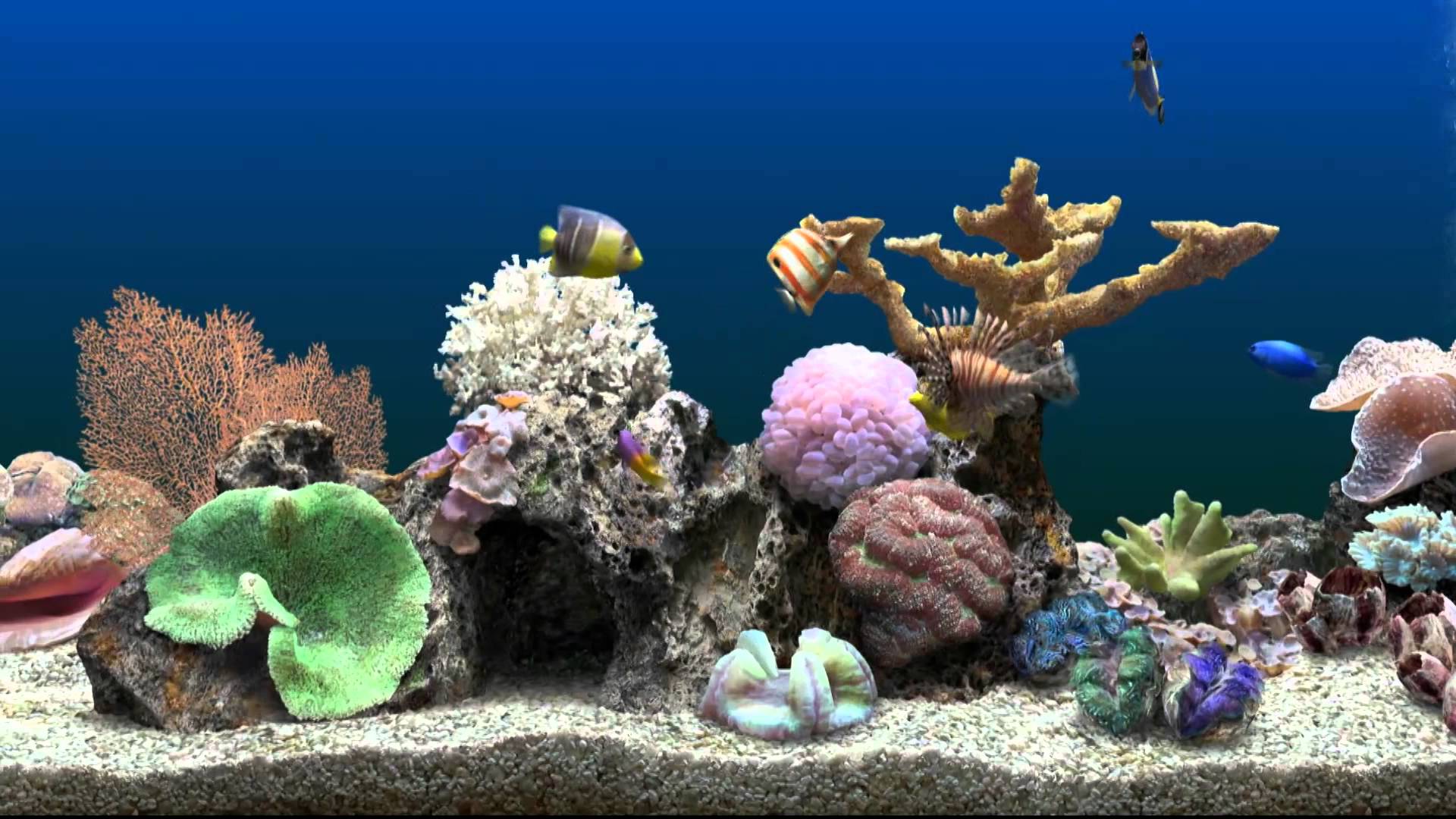 Amazing Fish Tank Pictures & Backgrounds