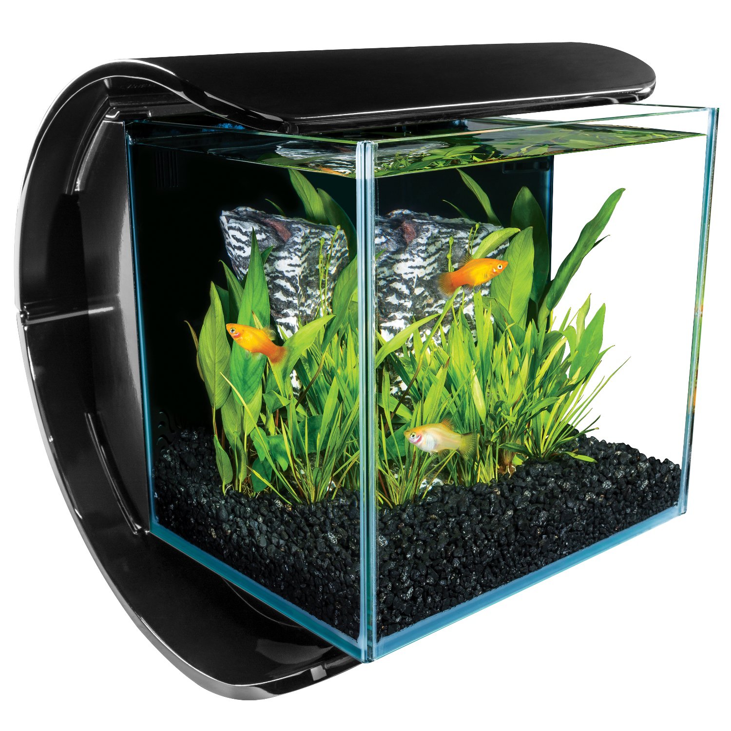 Fish Tank #17