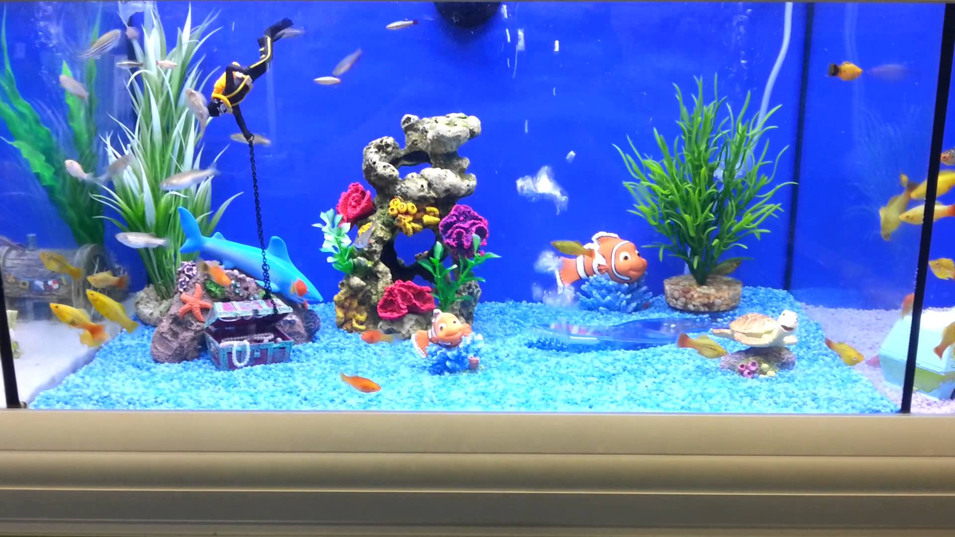 Fish Tank HD wallpapers, Desktop wallpaper - most viewed