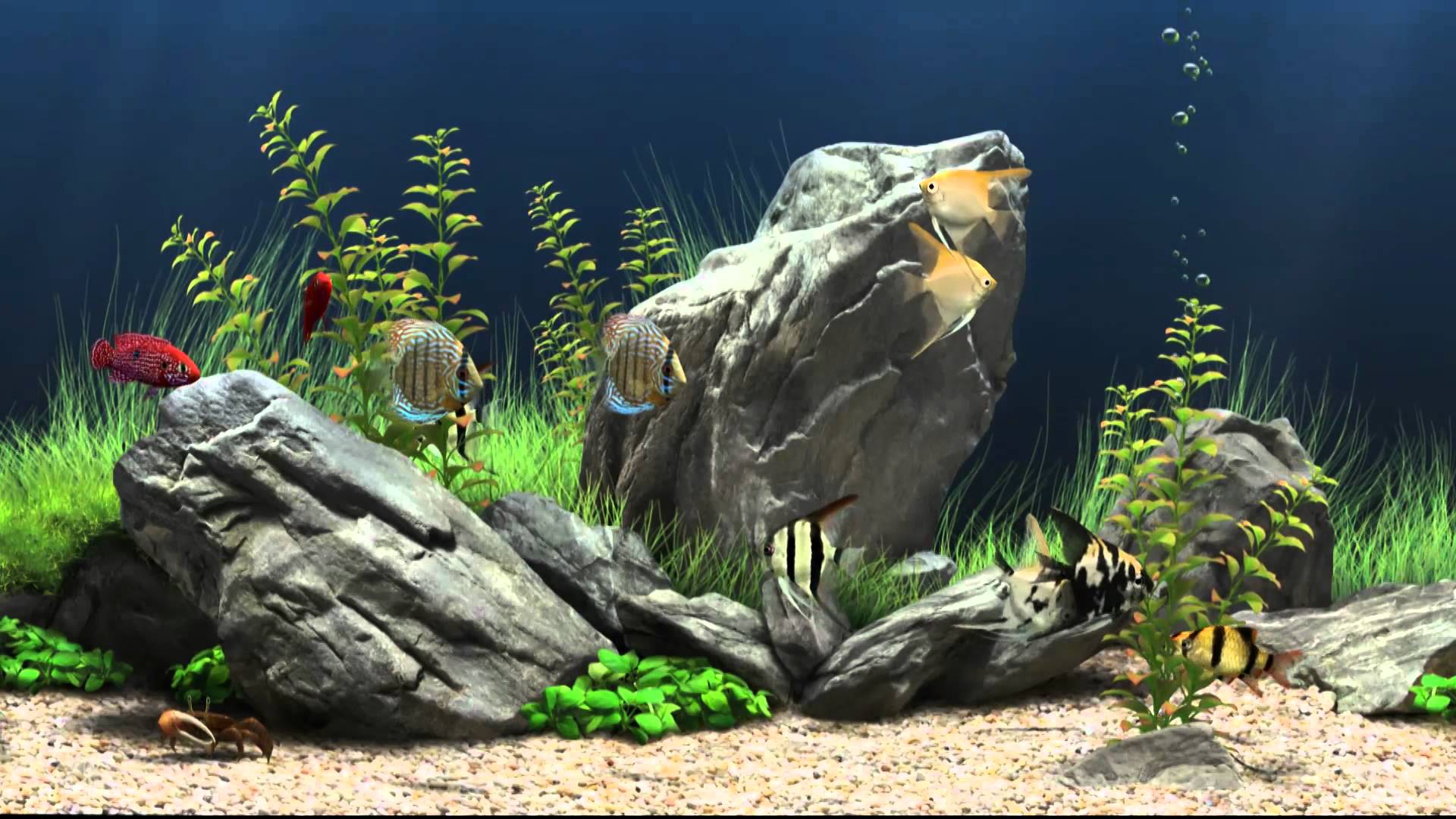 Nice Images Collection: Fish Tank Desktop Wallpapers