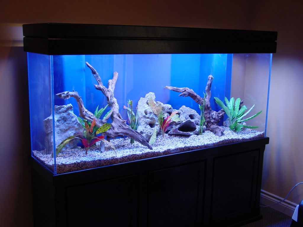 Fish Tank #22