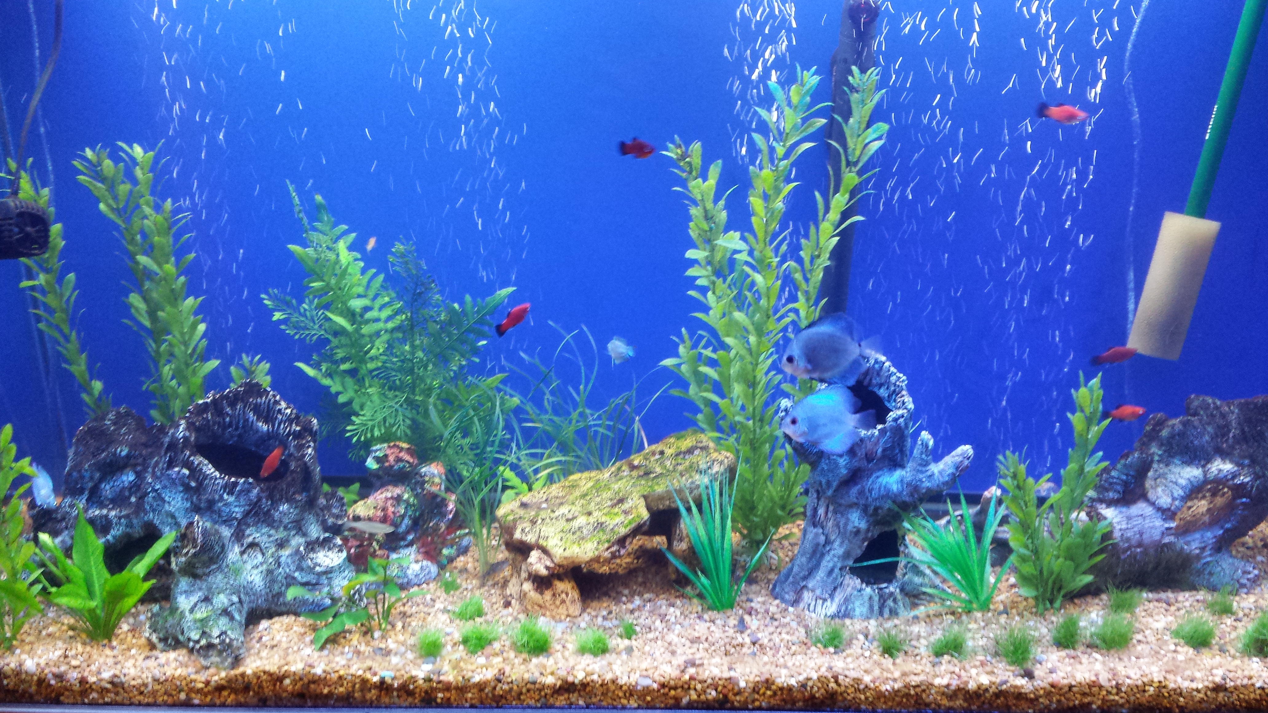 Fish Tank #18