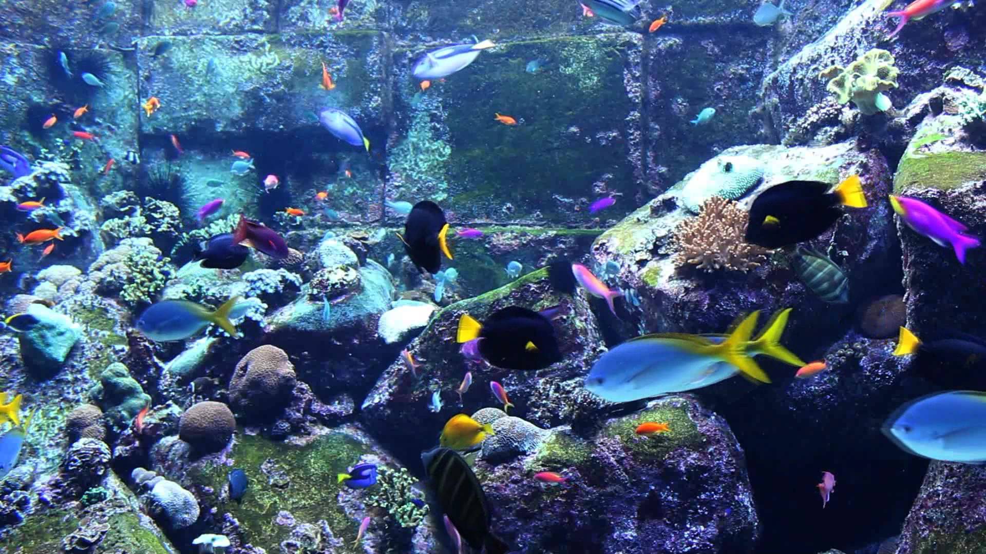 Nice Images Collection: Fish Tank Desktop Wallpapers