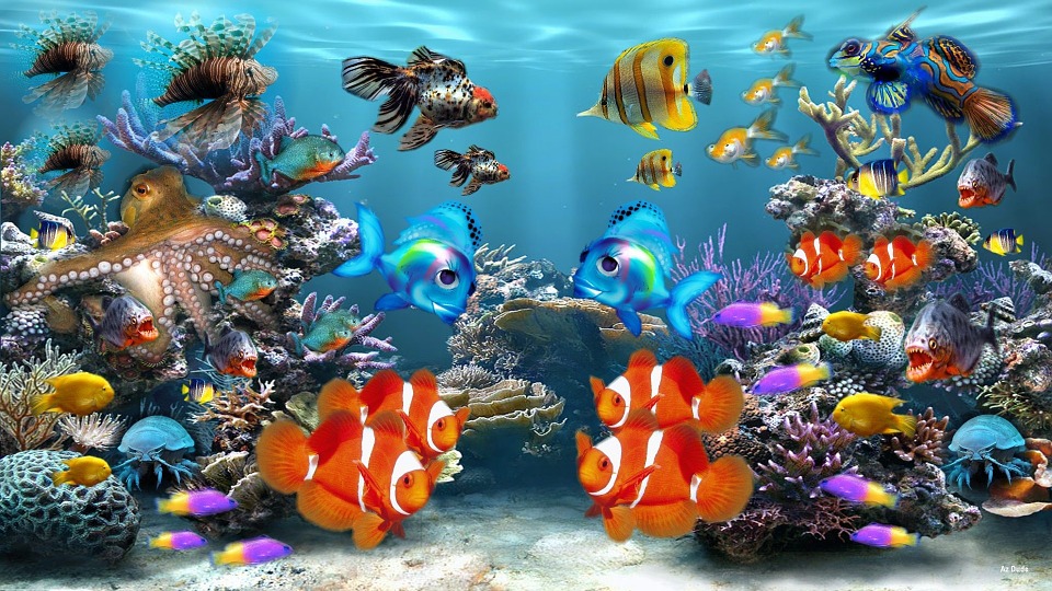 Images of Fish Tank | 960x540