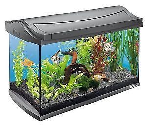Fish Tank #10
