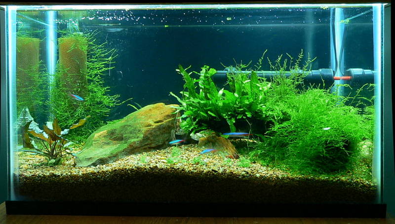Fish Tank #7