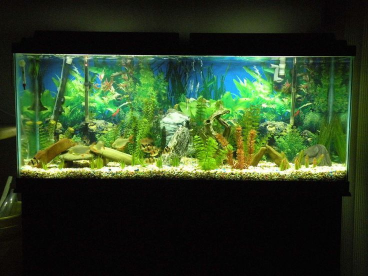 Fish Tank #5