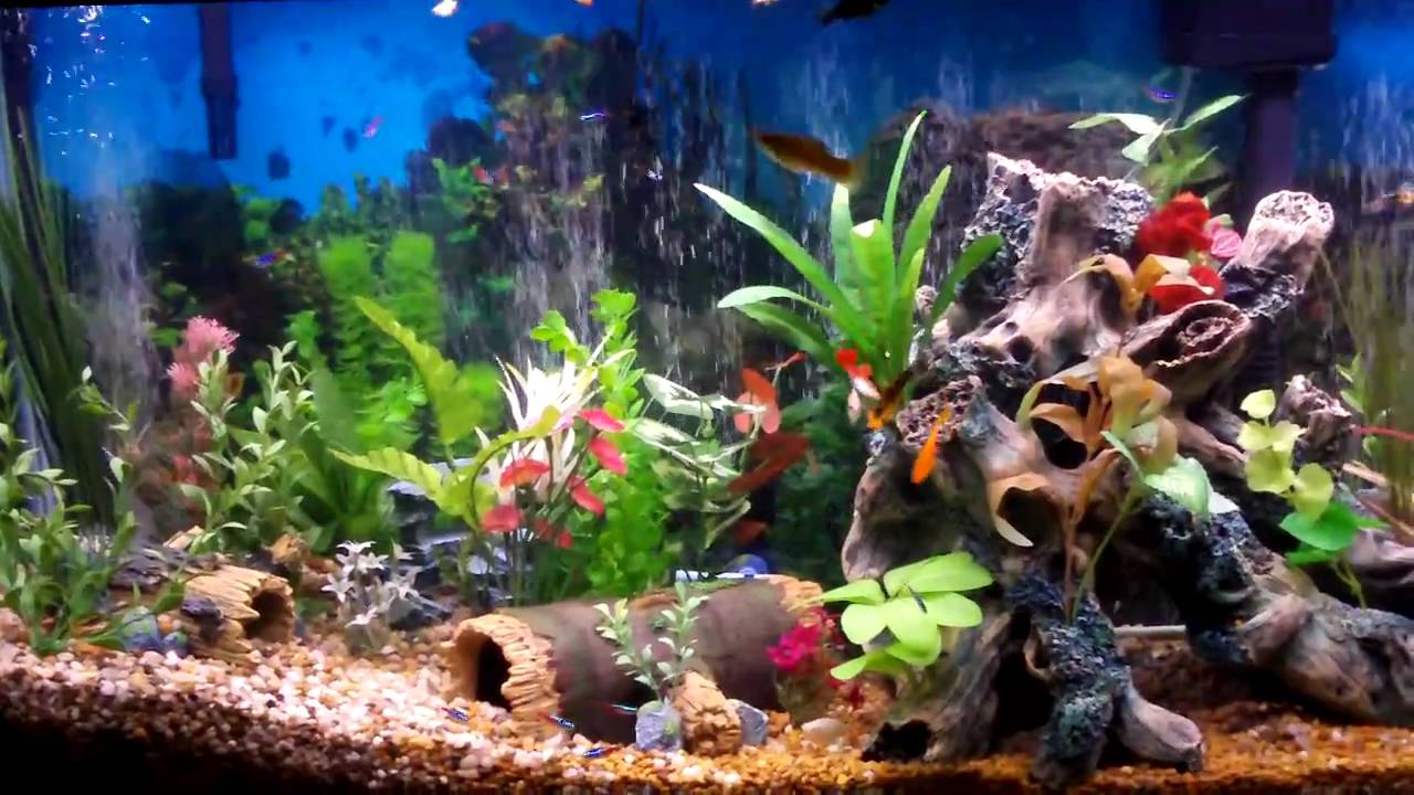 Fish Tank Backgrounds, Compatible - PC, Mobile, Gadgets| 1280x720 px