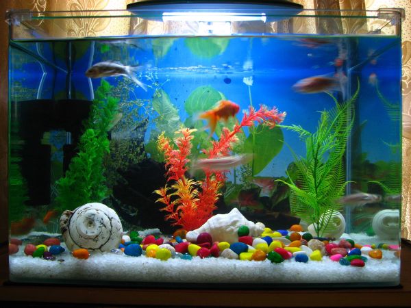Fish Tank #6