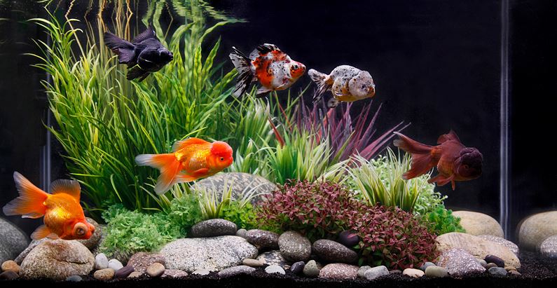 HD Quality Wallpaper | Collection: Man Made, 795x411 Fish Tank