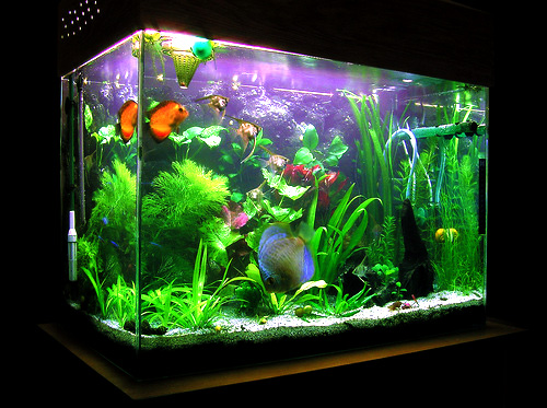 Fish Tank HD wallpapers, Desktop wallpaper - most viewed