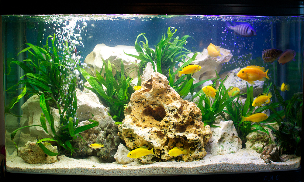Hd Wallpaper Fish Water Tank