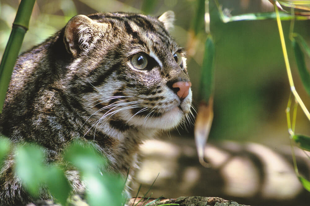 Nice Images Collection: Fishing Cat Desktop Wallpapers