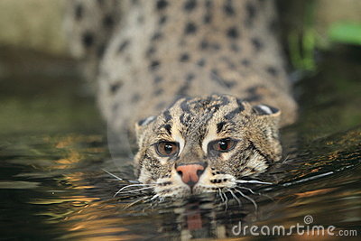 Nice Images Collection: Fishing Cat Desktop Wallpapers