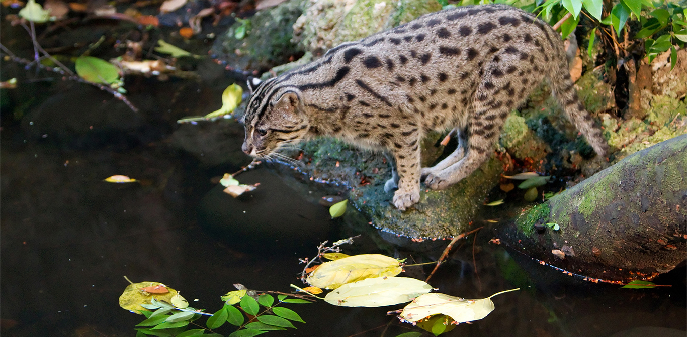 HD Quality Wallpaper | Collection: Animal, 1366x671 Fishing Cat
