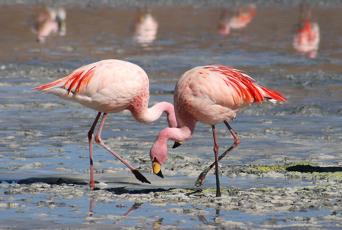 Images of Flamingo | 1200x808