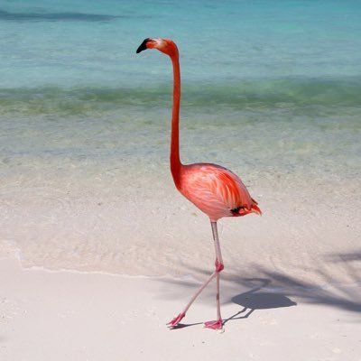 Nice Images Collection: Flamingo Desktop Wallpapers