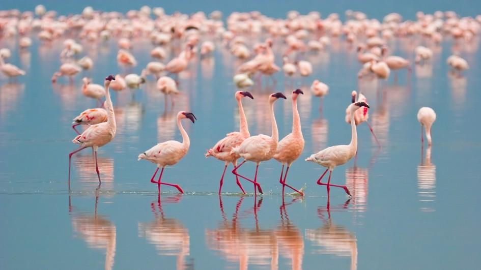 Flamingo Pics, Animal Collection