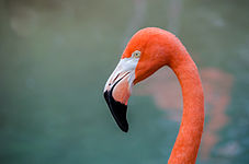 Flamingo High Quality Background on Wallpapers Vista