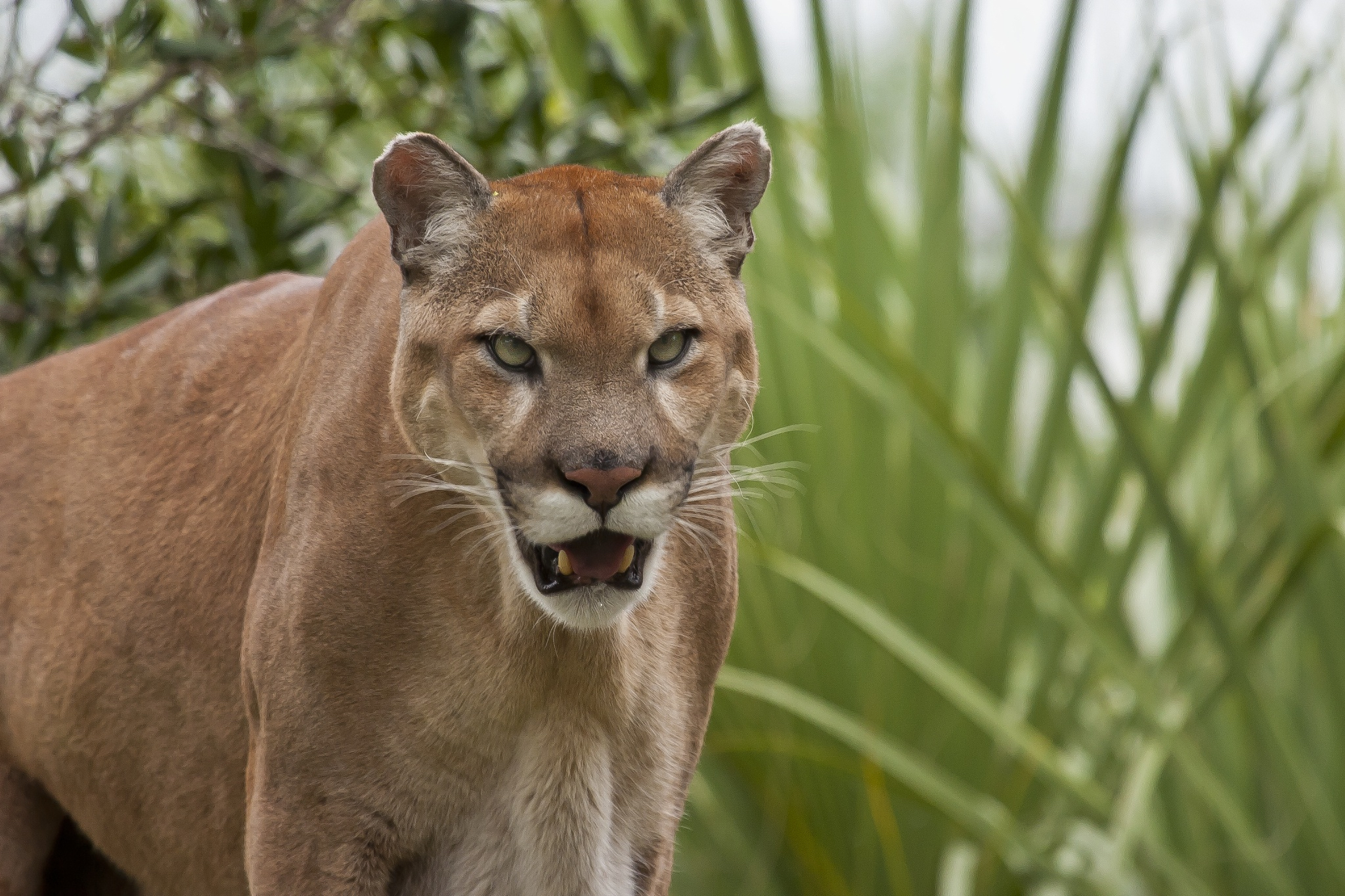 HD Quality Wallpaper | Collection: Sports, 2048x1365 Florida Panthers