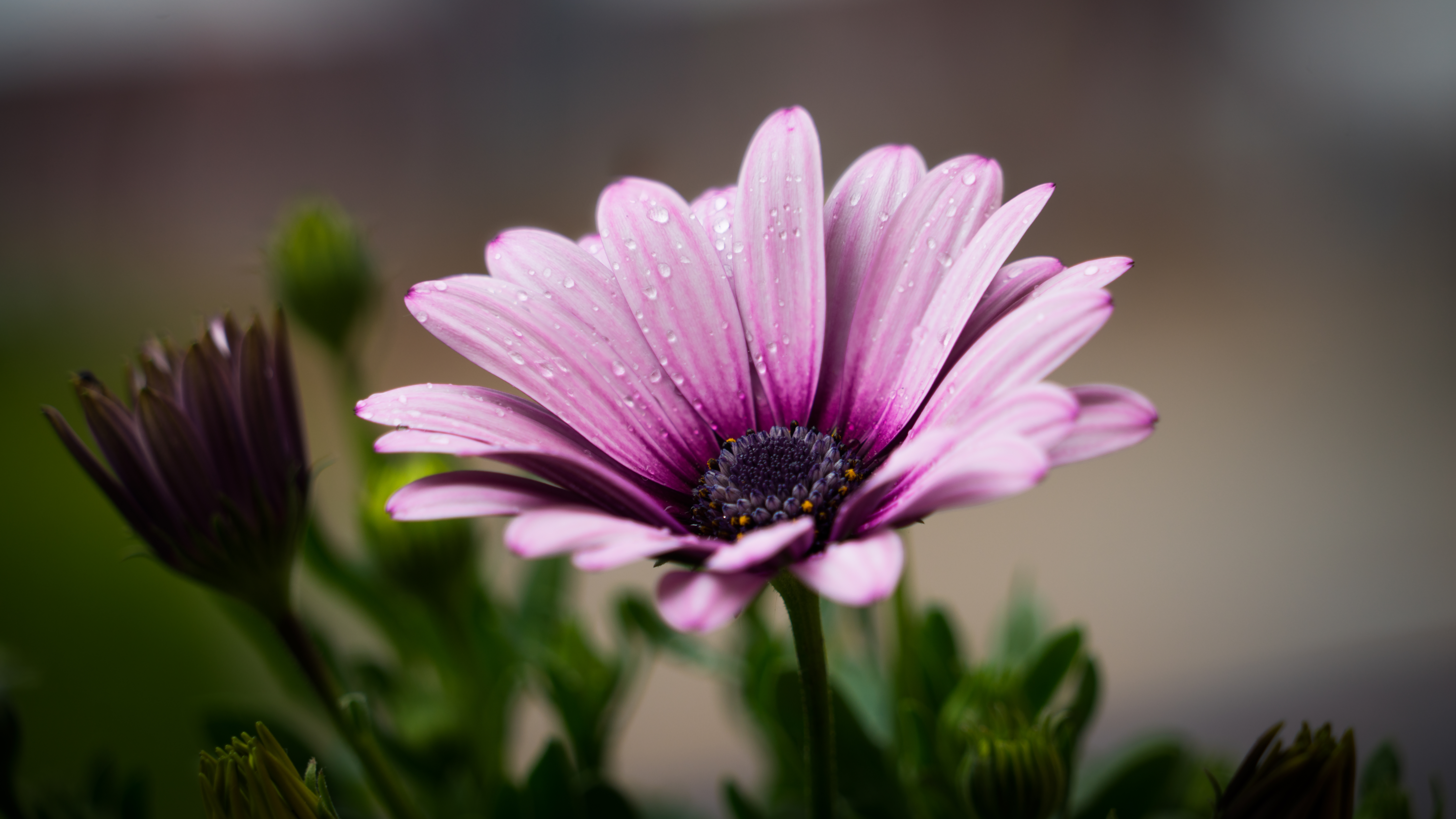Images of Flower | 7518x4229