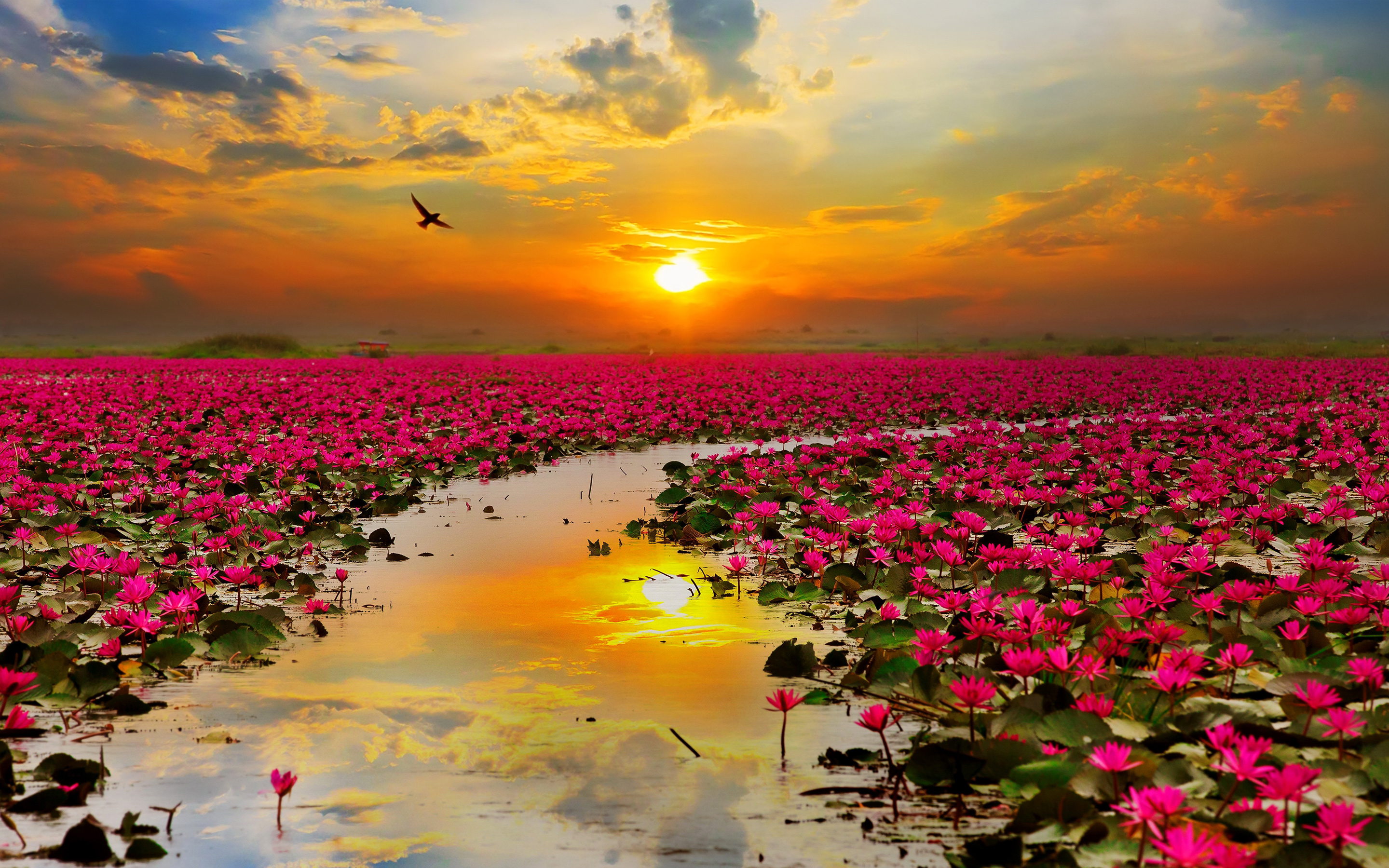 Nice wallpapers Flowers 2880x1800px