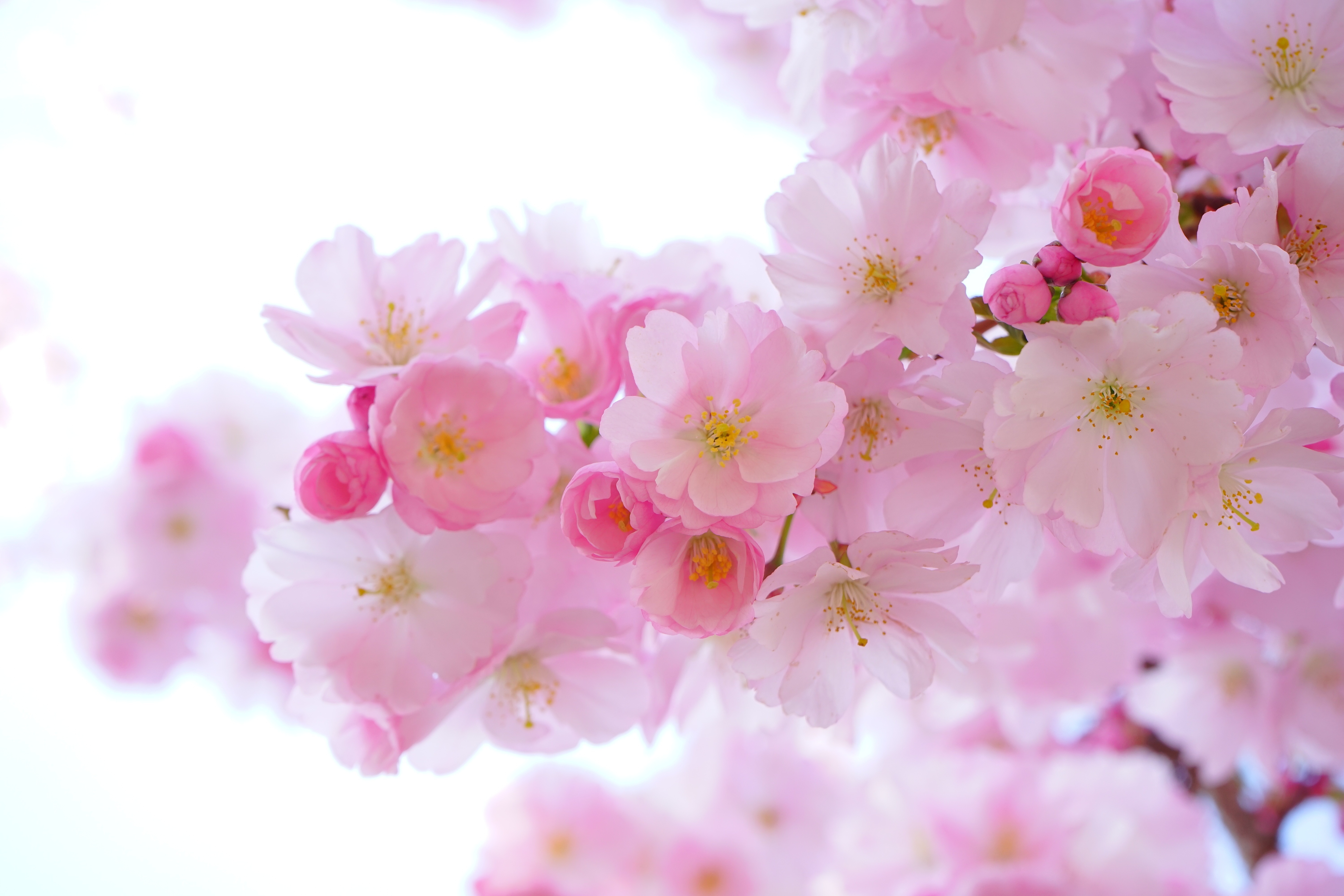 6000x4000 > Flowers Wallpapers