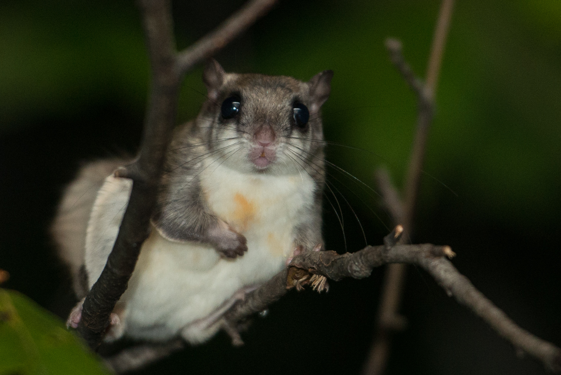 Flying Squirrel Backgrounds, Compatible - PC, Mobile, Gadgets| 1892x1263 px
