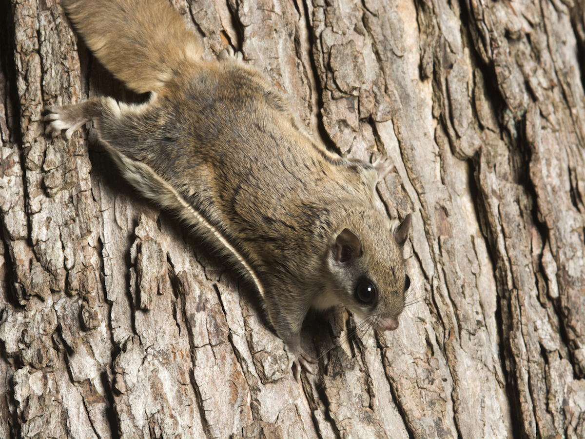 HQ Flying Squirrel Wallpapers | File 1666.78Kb