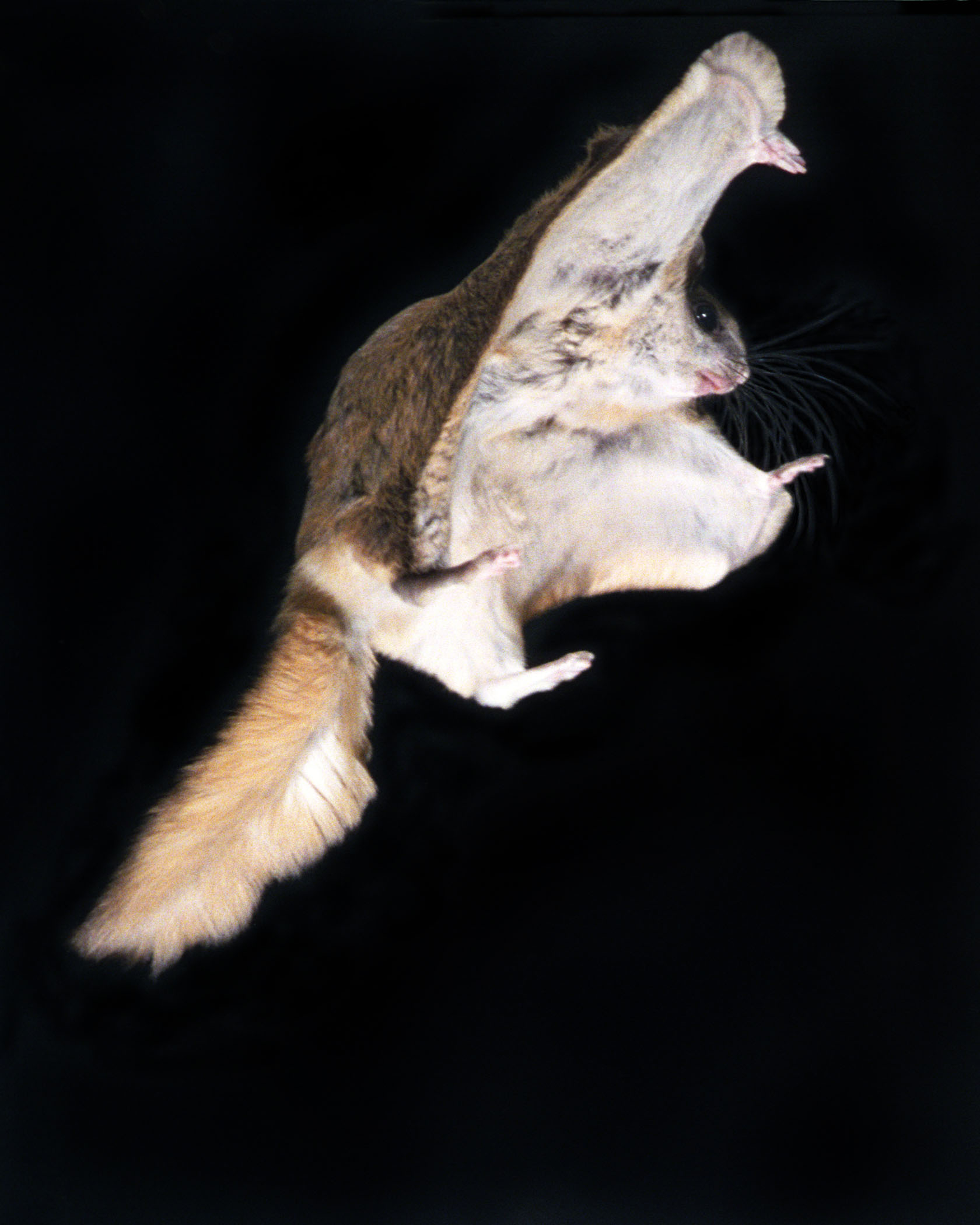 High Resolution Wallpaper | Flying Squirrel 1680x2100 px