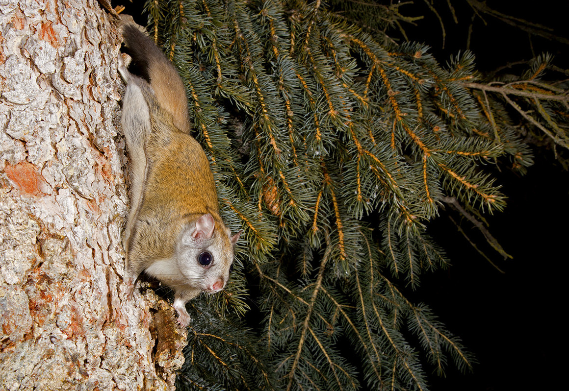 Nice Images Collection: Flying Squirrel Desktop Wallpapers