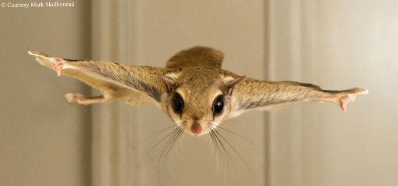 Flying Squirrel High Quality Background on Wallpapers Vista