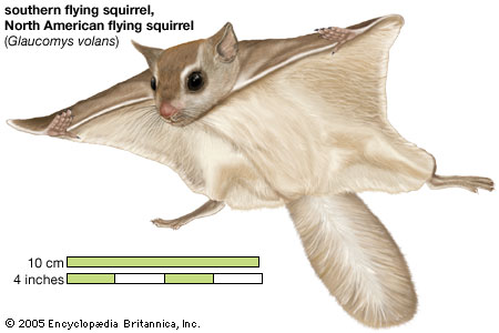 High Resolution Wallpaper | Flying Squirrel 450x300 px