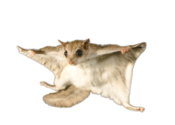 HQ Flying Squirrel Wallpapers | File 322.14Kb