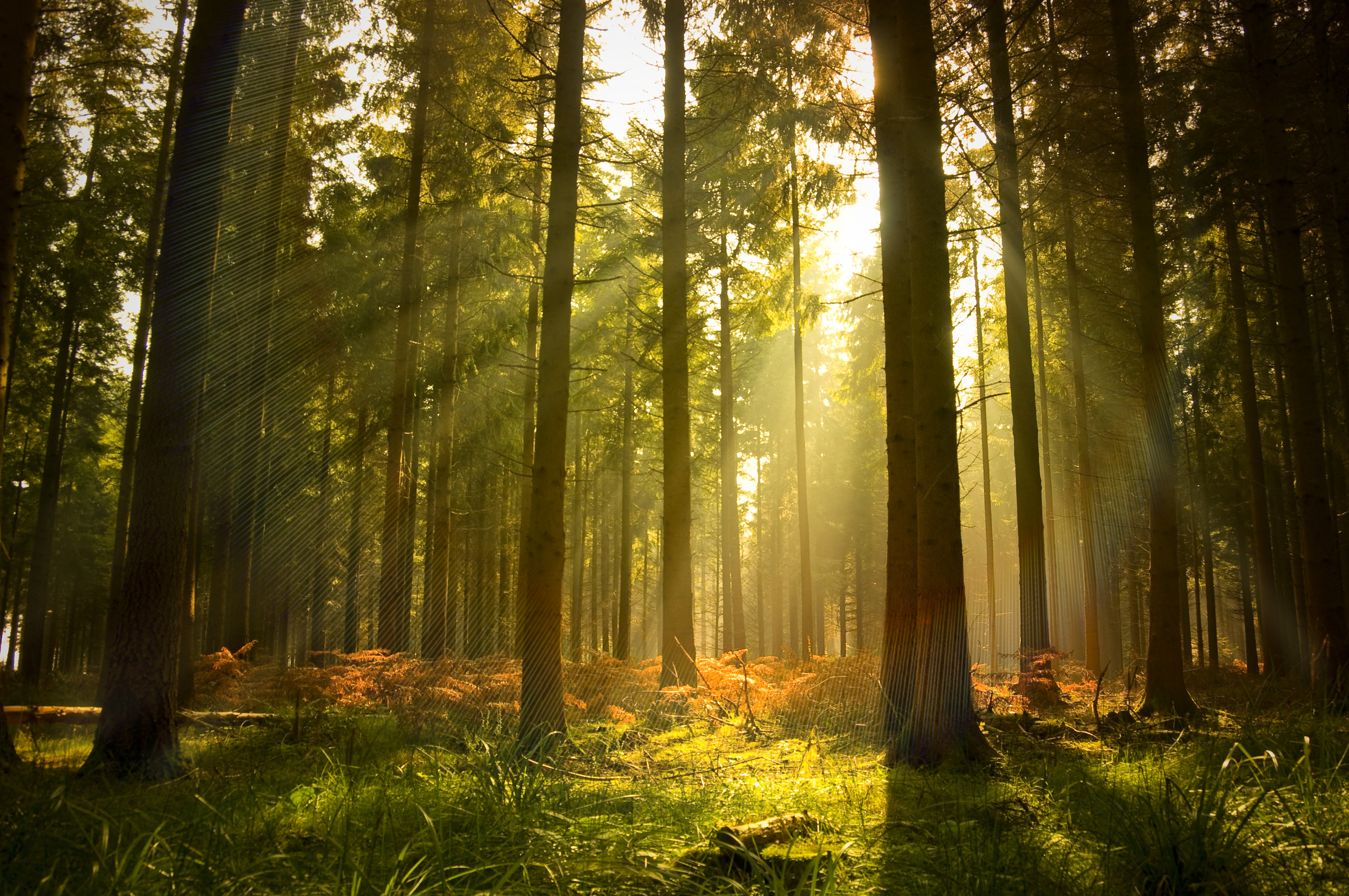 Nice Images Collection: Forest Desktop Wallpapers