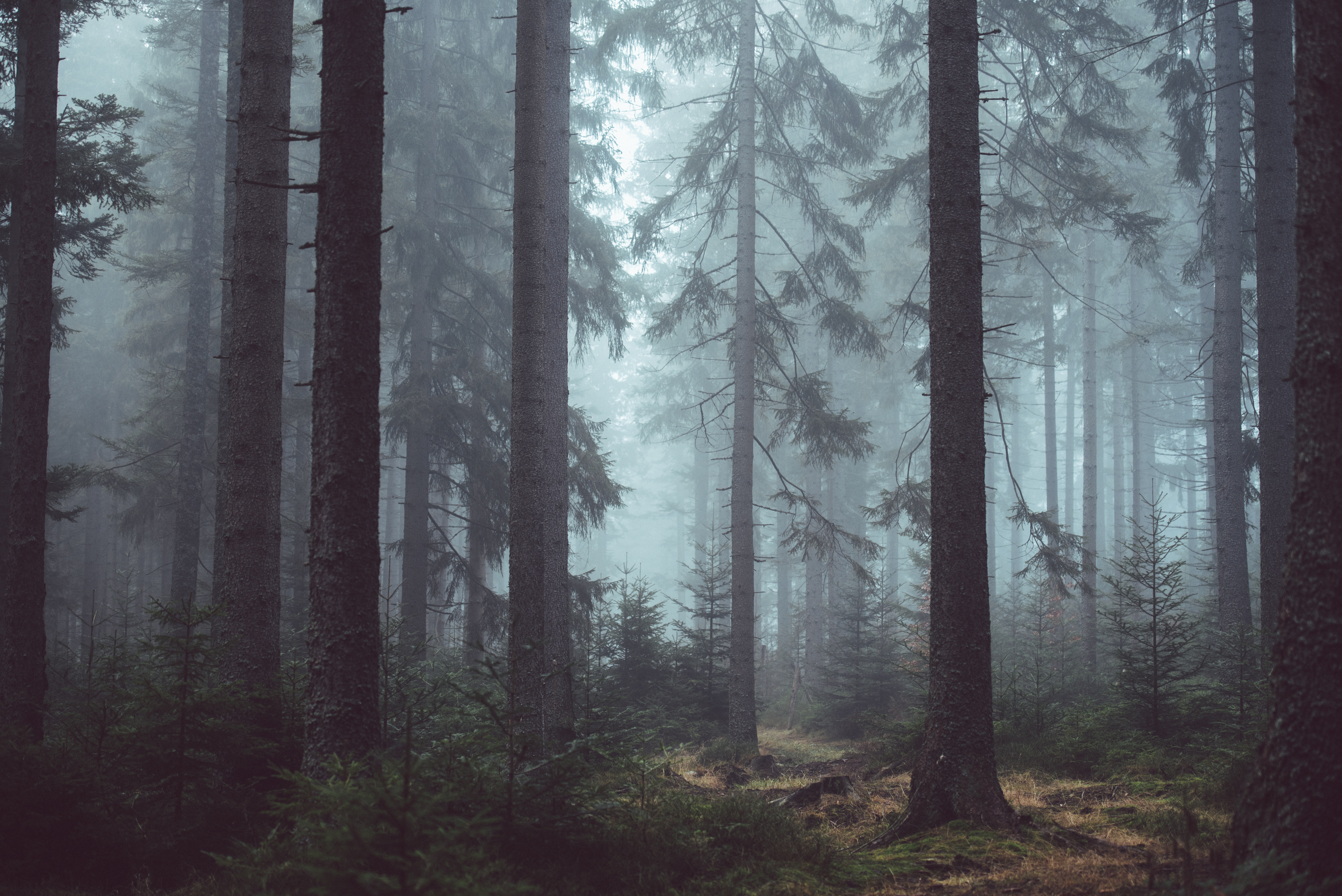 Forest Backgrounds on Wallpapers Vista