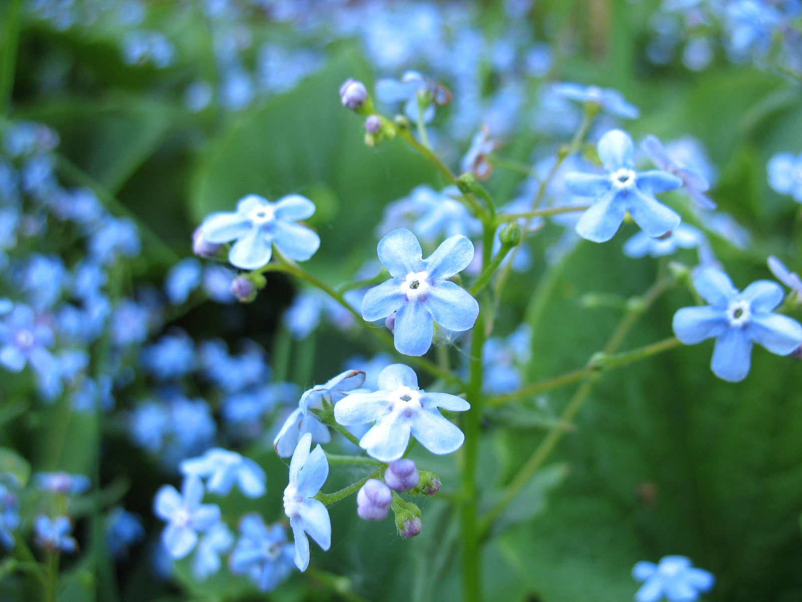 Forget-Me-Not #23