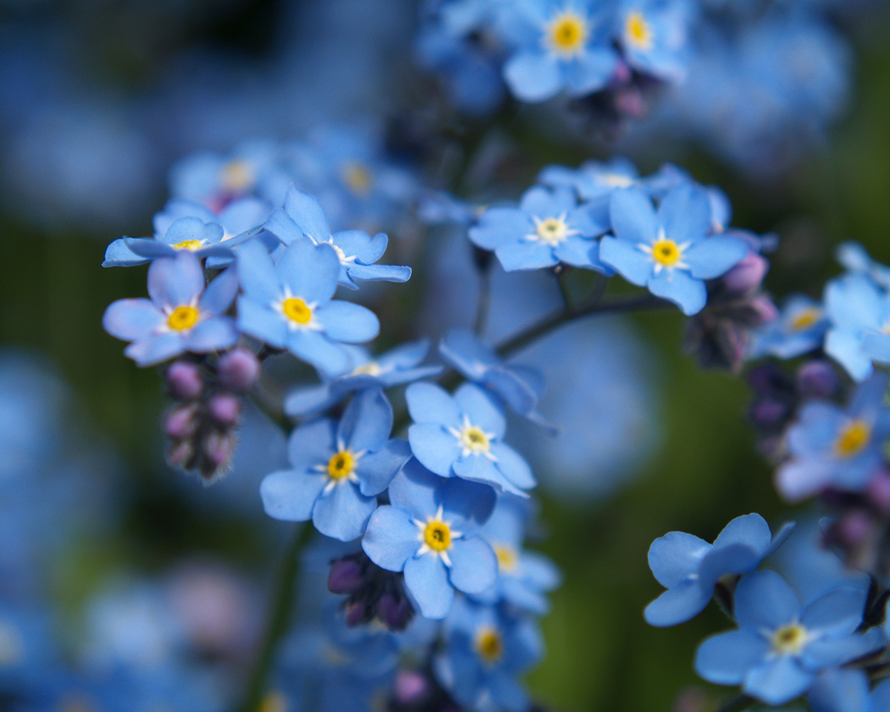 Forget-Me-Not #15