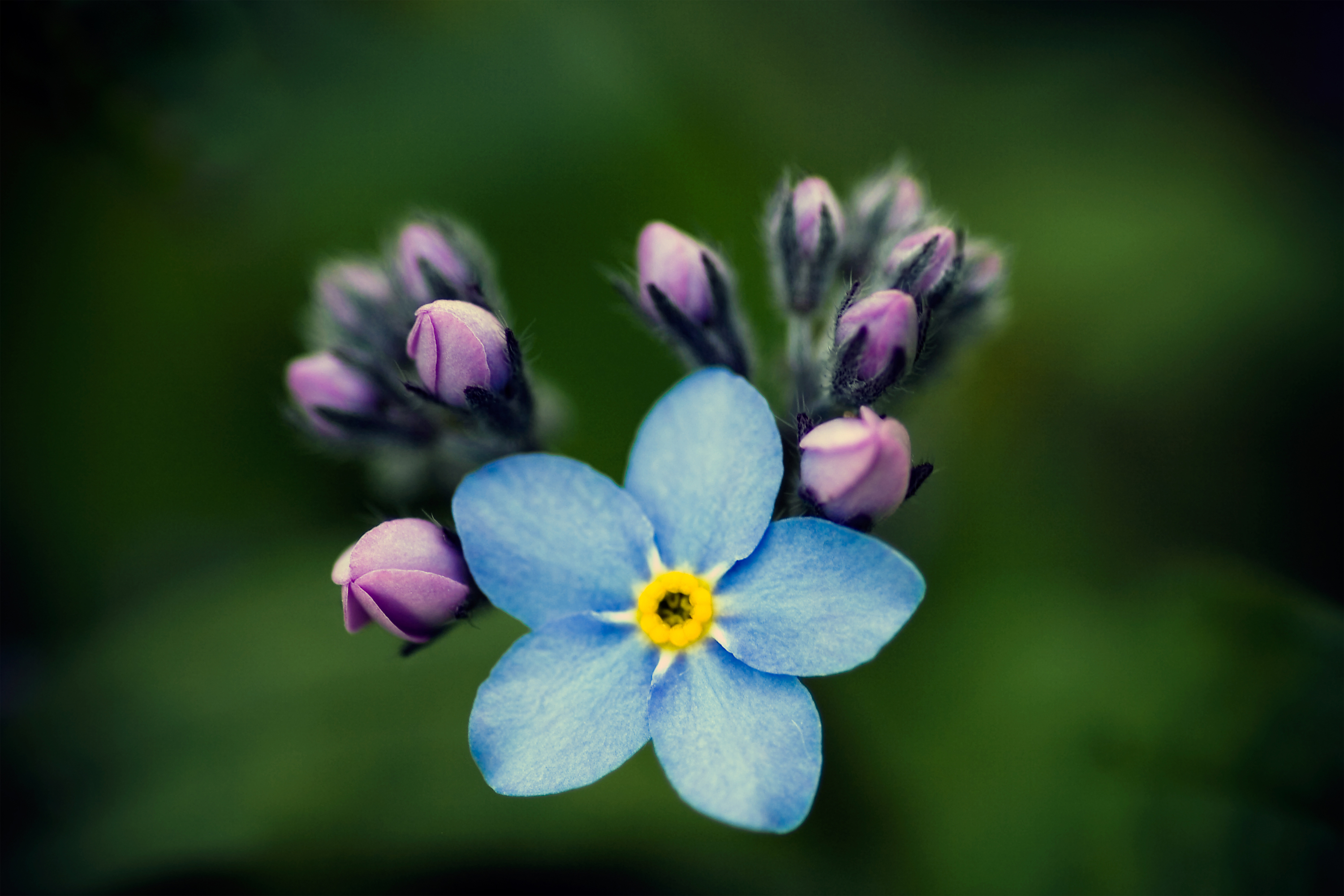 Forget-Me-Not #16
