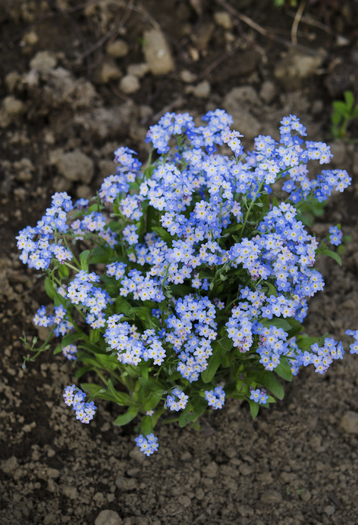 Forget-Me-Not #20