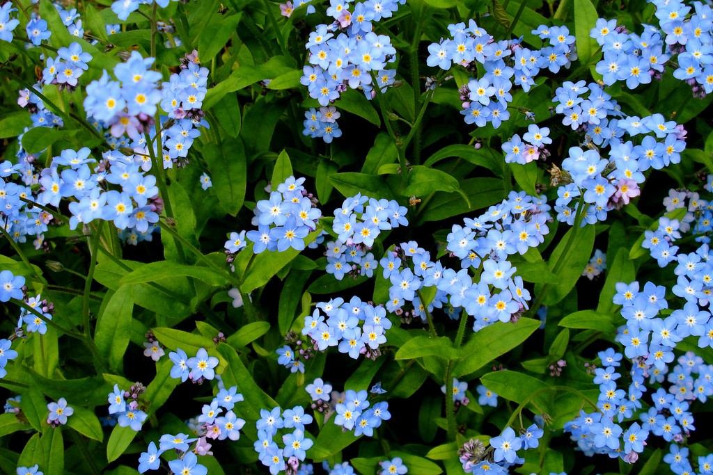 Forget-Me-Not #9